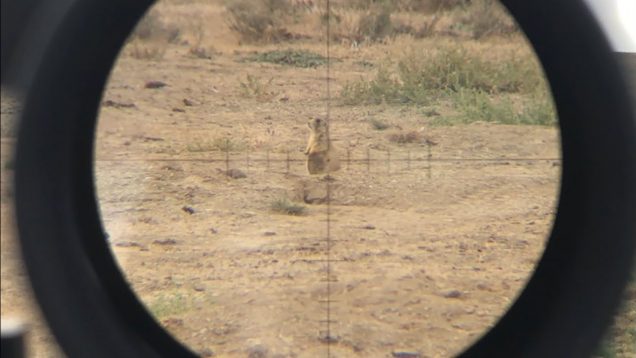 224 Valkyrie with 53g Vmax, any good for Varmints? Scope footage!