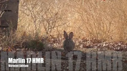 Hunting With The Marlin .17 HMR