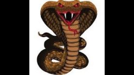 The Cobra