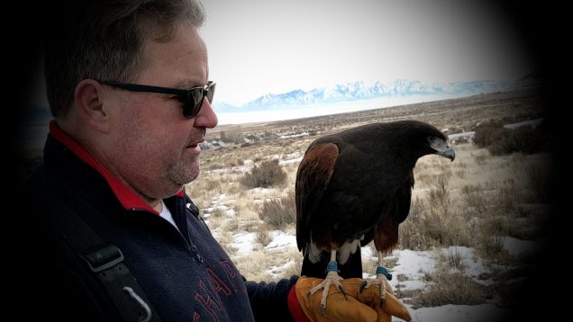 hawk