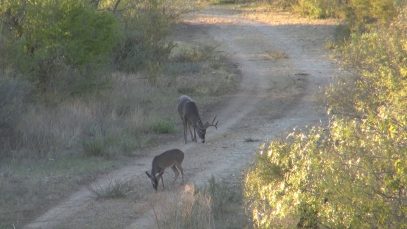 JH Ranch