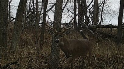New Years Day Trail Cam (Must Watch)