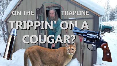 Cougar On The Trapline, Too Close For Comfort! (4K)