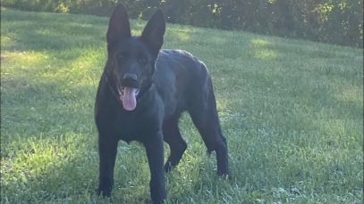 Protection dogs for home and personal protection