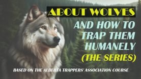 About Wolves and How To Trap Them Humanely (4K) 4 About Wolves and How To Trap Them Humanely (4K)