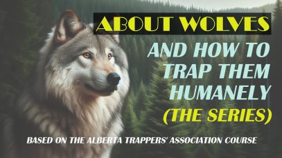 About Wolves and How To Trap Them Humanely (4K)