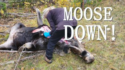 Moose Down (4K)