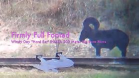 Firmly Full Footed | Windy Day "Hard Set" IHMSA 200 Meter Big Bore Rams 9 Firmly Full Footed | Windy Day “Hard Set” IHMSA 200 Meter Big Bore Rams