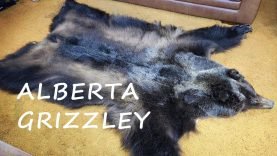 Alberta Grizzly Rug (4K) 15 Alberta Grizzly Rug (4K)