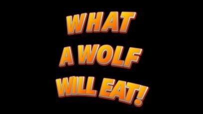 Trappers Stunned by What Wolves Ate – True Story Revealed! (4K)