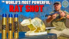 The World’s Most POWERFUL Rat Shot !!! (700 Nitro Express Rat Shot) 16 The World’s Most POWERFUL Rat Shot !!! (700 Nitro Express Rat Shot)